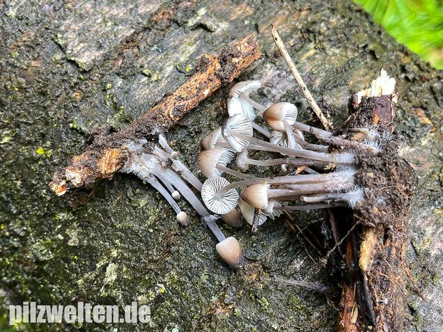 Voreilender Helmling, Mycena abramsii