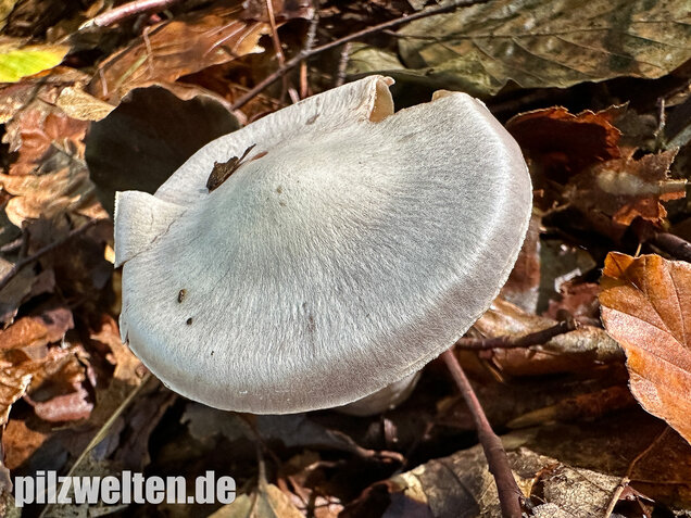 Weißvioletter Dickfuß, Cortinarius alboviolaceus