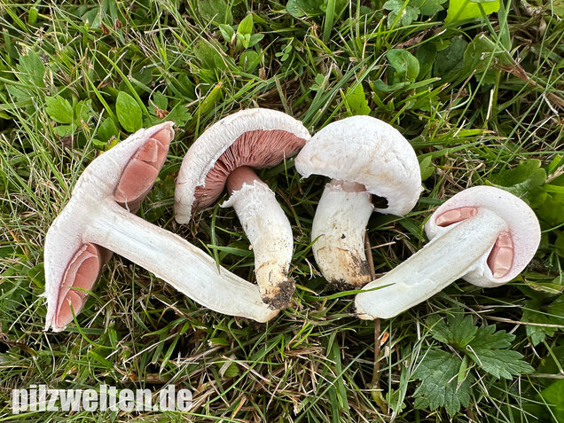 Wiesenchampignon Wiesenegerling Erdg rtel Agaricus Campestris 