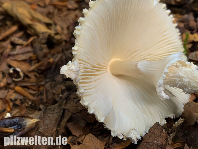 Wolliggestiefelter Schirmling, Lepiota clypeolaria