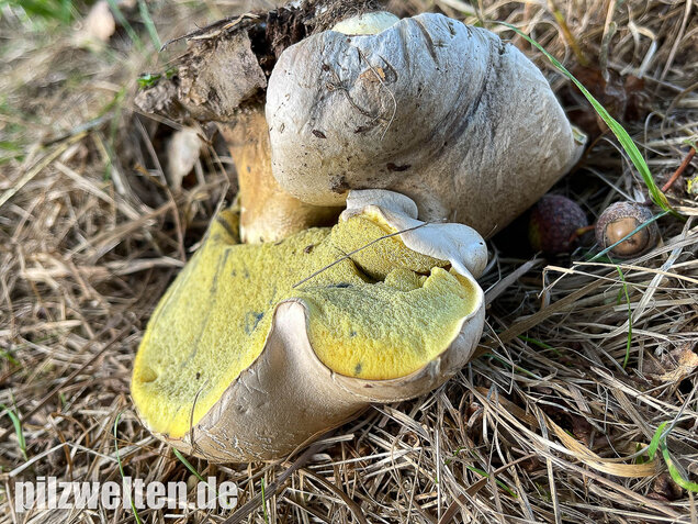 Wurzelnder Bitterröhrling, Caloboletus radicans