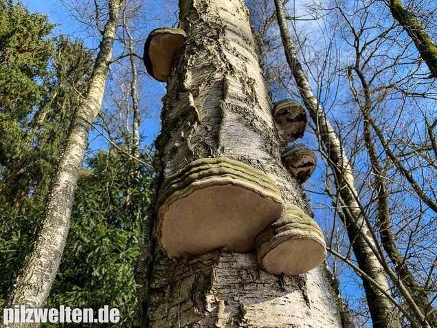 Zunderschwamm, Fomes fomentarius