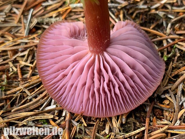 Zweifarbiger Lacktrichterling, Laccaria bicolor