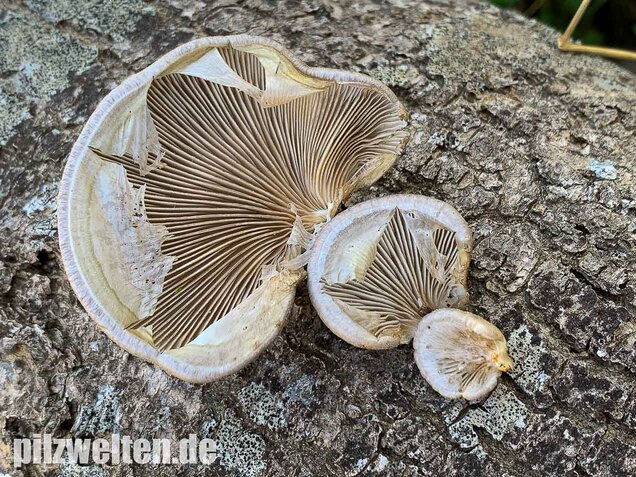 Beschleierter Pappel-Seitling, Pleurotus calyptratus