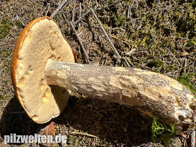 Birkenrotkappe, Leccinum versipelle