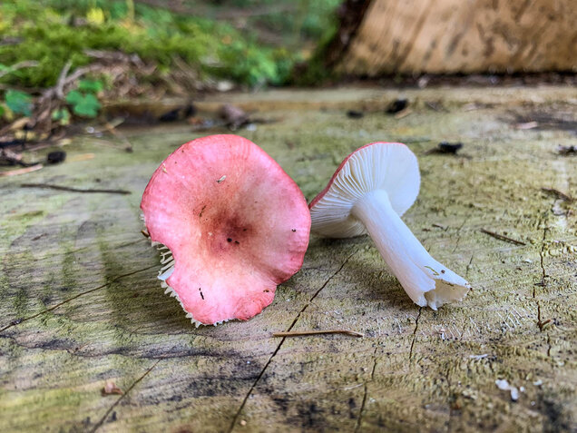 Birkenspeitäubling, Russula betularum