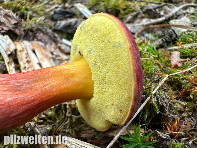 Blutroter Filzröhrling, Blutroter Gartenfilzröhrling, Hortiboletus rubellus