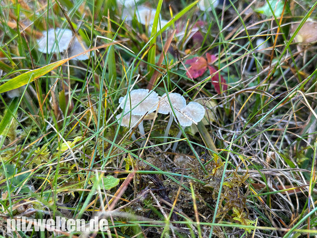Ellerlings-Scheinhelmling, Rasenscheinhelmling, Hemimycena mairei