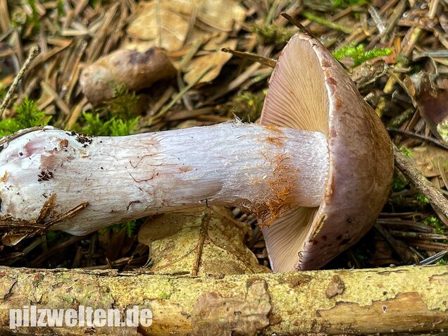 Erdigriechender Schleimkopf, Cortinarius variicolor