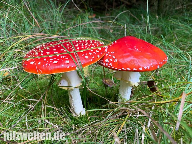 Fliegenpilz, Amanita muscaria