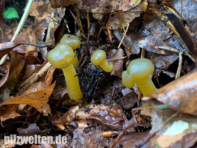 Gallertkäppchen, Leotia lubrica