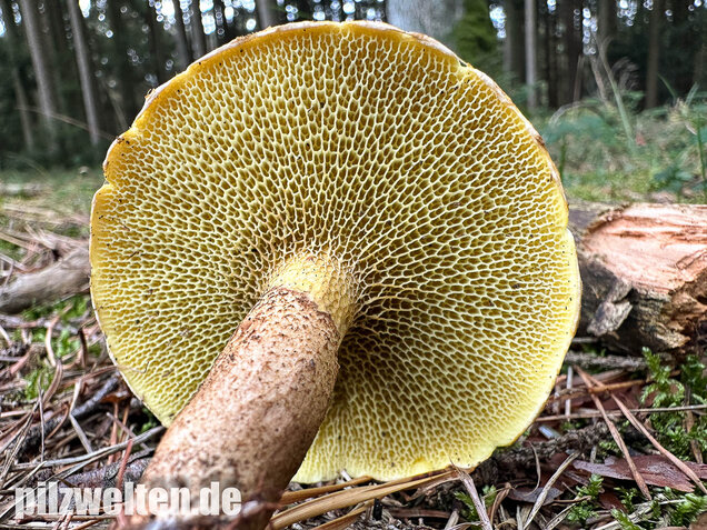 Gelber Hohlfußröhrling, Suillus cavipes var. aureus