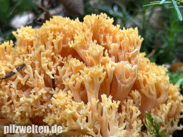 Gelbwerdende Koralle, Rosagelbliche Koralle, Ramaria flavescens