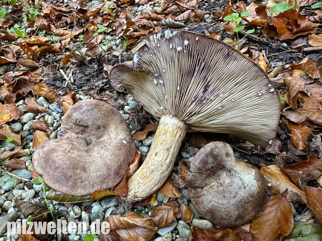 Gezonter Violettmilchling, Lactarius violascens