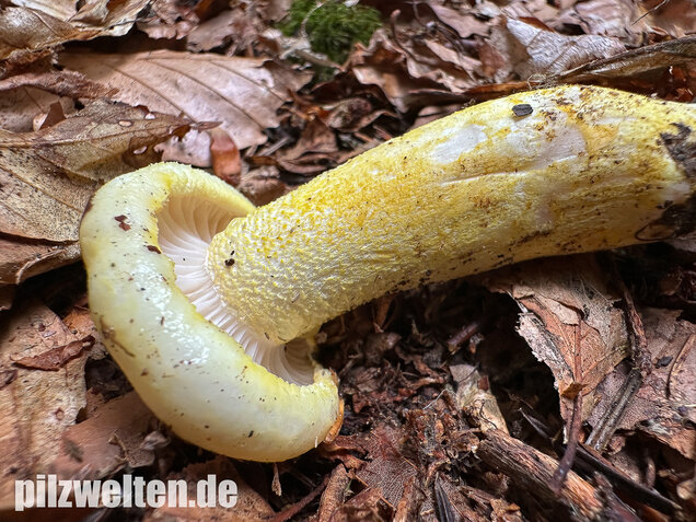 Goldzahn-Schneckling, Hygrophorus chrysodon