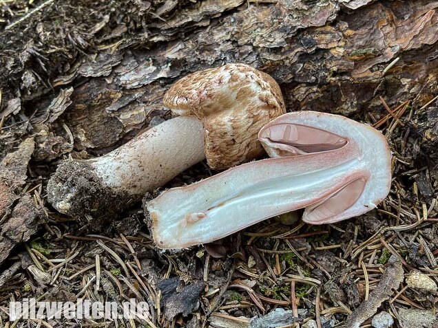 Großer Waldchampignon, Agaricus langei