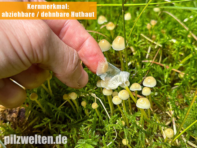 Gummihelmling, Dehnbarer Helmling, Mycena epipterygia