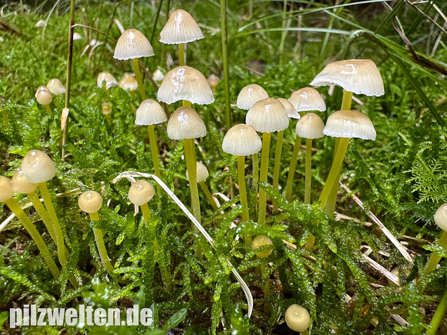 Gummihelmling, Dehnbarer Helmling, Mycena epipterygia