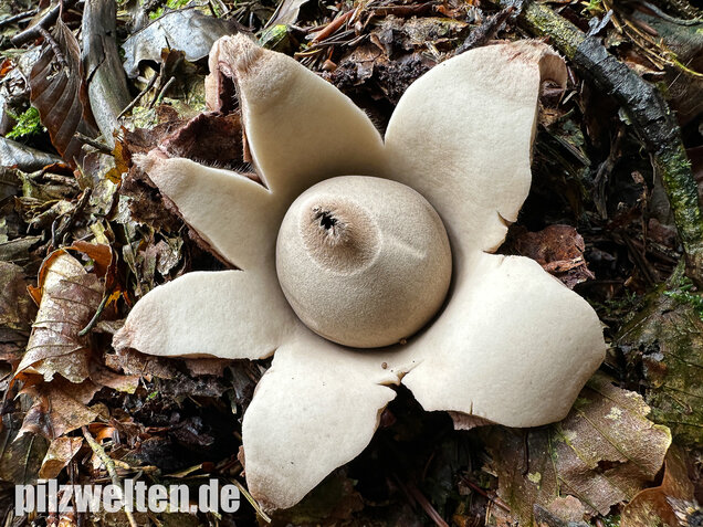 Halskrausen-Erdstern, Geastrum michelianum