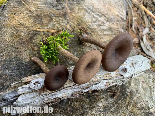 Kaffeebrauner Gabeltrichterling, Pseudoclitocybe cyathiformis