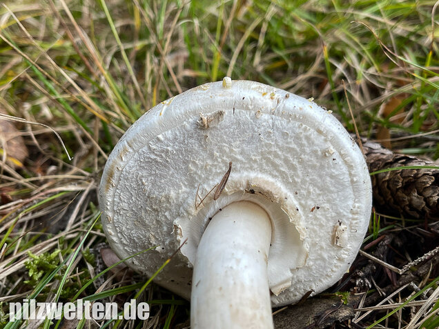 Karbolchampignon, Agaricus xanthodermus