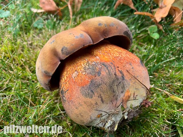 Netzstieliger Hexenröhrling, Suillellus luridus