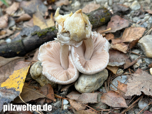 Parasitischer Scheidling, Volvariella surrecta