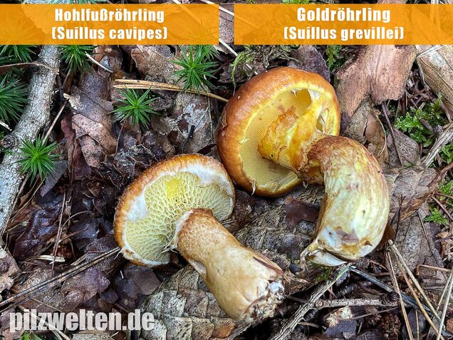 Goldröhrling, Suillus grevillei