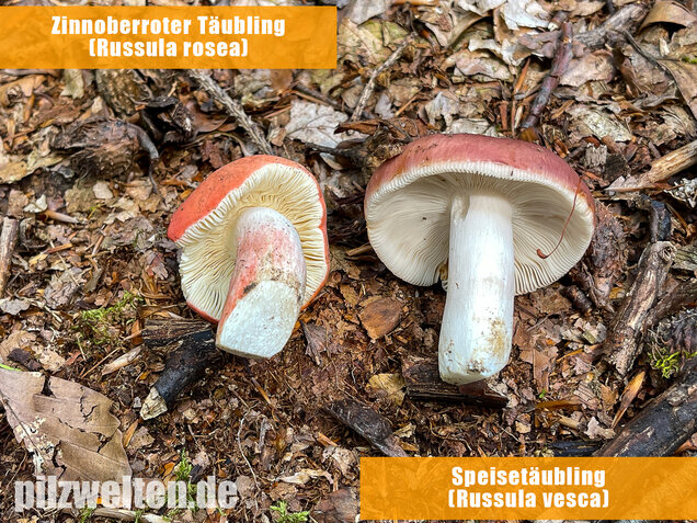 Zinnoberroter Täubling, Harter Zinnobertäubling, Russula rosea