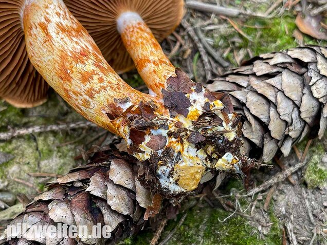 Rotschuppiger Raukopf, Cortinarius bolaris