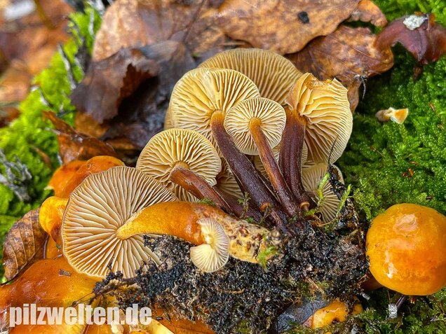Samtfußrübling, Winterrübling, Flammulina velutipes
