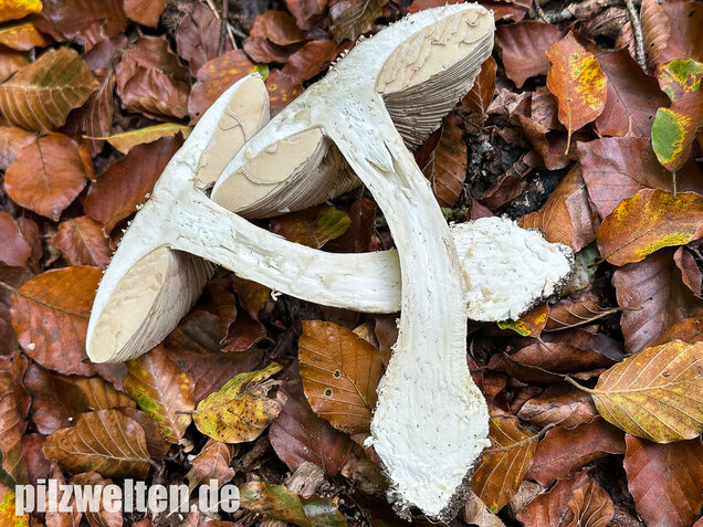 Spitzkegeliger Wulstling, Amanita echinocephala