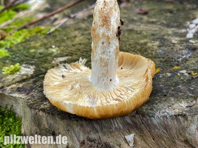 Stinktäubling, Russula foetens