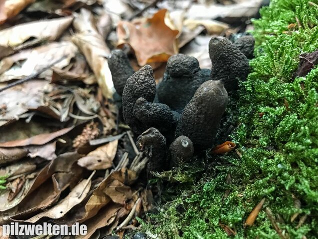 Vielgestaltige Holzkeule, Xylaria polymorpha