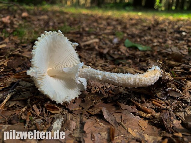 Wolliggestiefelter Schirmling, Lepiota clypeolaria