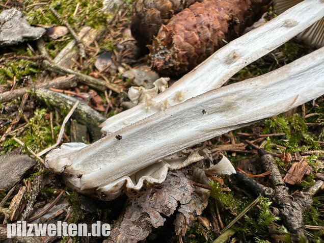 Zweifarbiger Scheidenstreifling, Unterteilter Streifling, Amanita battarrae