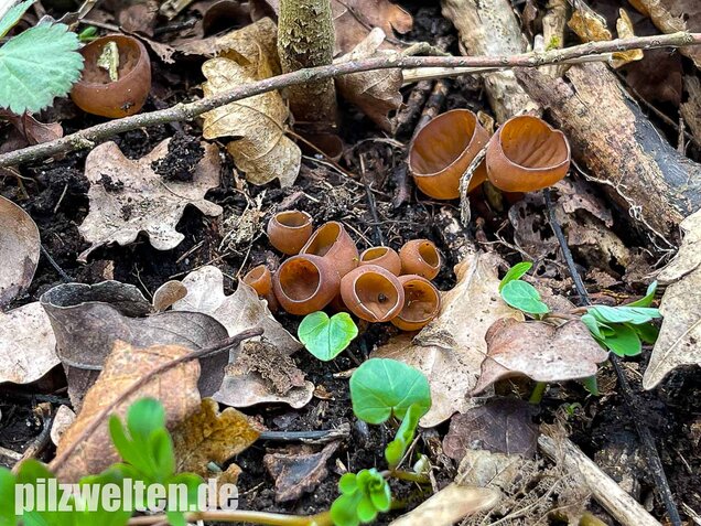 Anemonenbecherling, Sklerotienbecherling, Dumontinia tuberosa