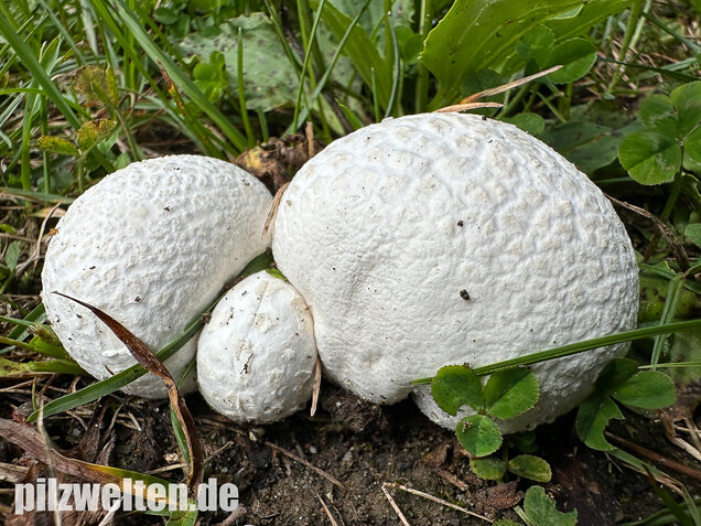 Bleigrauer Zwergbovist, Bleibovist, Bovista plumbea