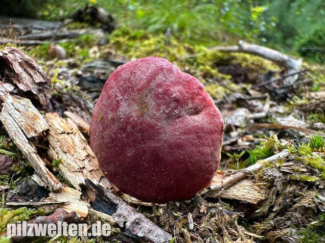 Blutroter Filzröhrling, Blutroter Gartenfilzröhrling, Hortiboletus rubellus