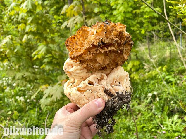Dickfüßige Speisemorchel, Morchella crassipes