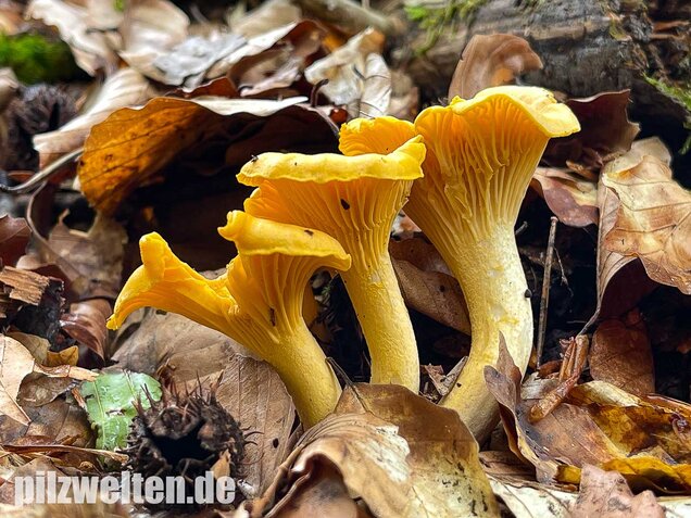 Echter Pfifferling, Cantharellus cibarius