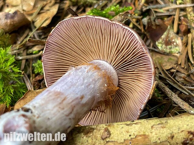Erdigriechender Schleimkopf, Cortinarius variicolor