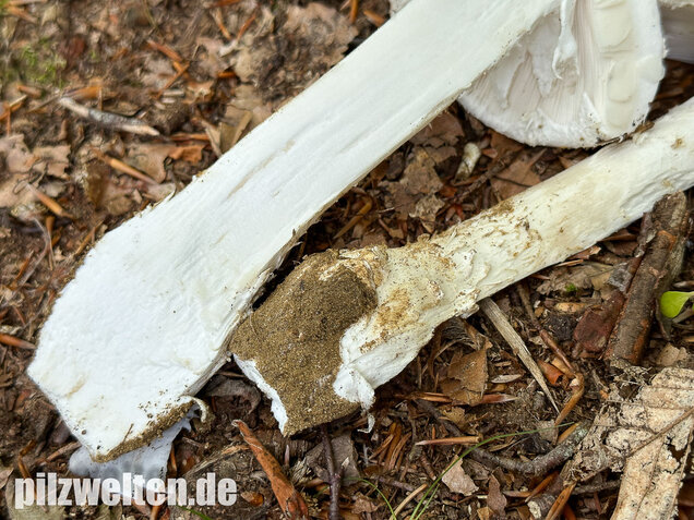 Fransiger Wulstling, Amanita strobiliformis
