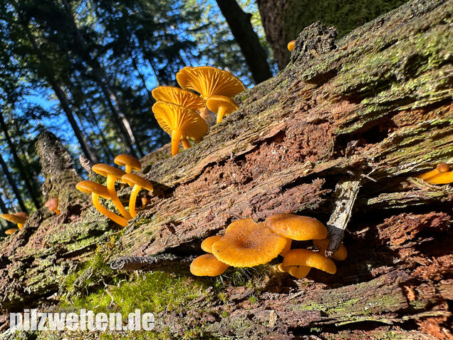 Gelbblättriger Holznabeling, Chrysomphalina chrysophylla