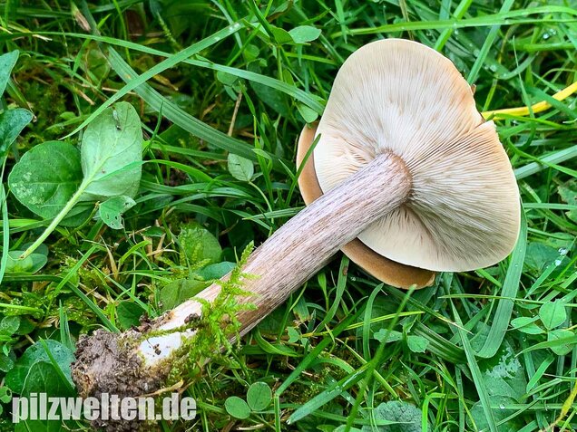 Gemeiner Weichritterling, Melanoleuca melaleuca