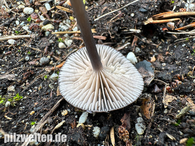 Gesägter Rötling, Entoloma serrulatum