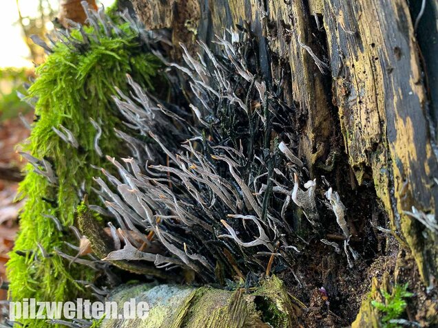 Geweihförmige Holzkeule, Xylaria hypoxylon
