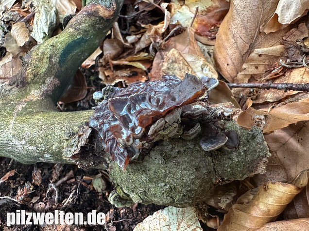 Gezonter Ohrlappenpilz,  Auricularia mesenterica