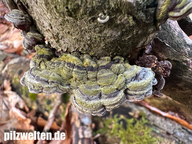 Gezonter Ohrlappenpilz,  Auricularia mesenterica