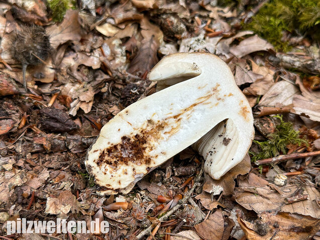 Gilbender Stinktäubling, Russula subfoetens